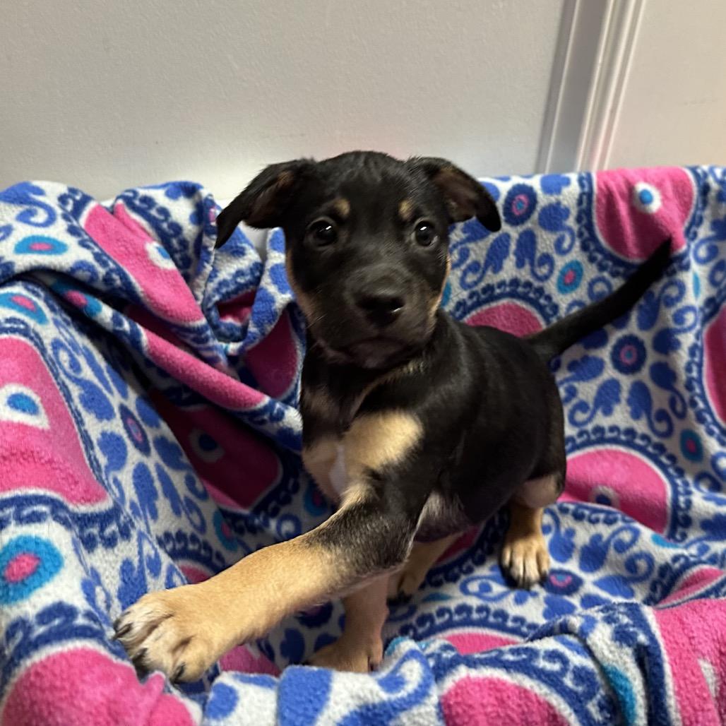Bucky, Adoptable, Young Male Australian Kelpie.