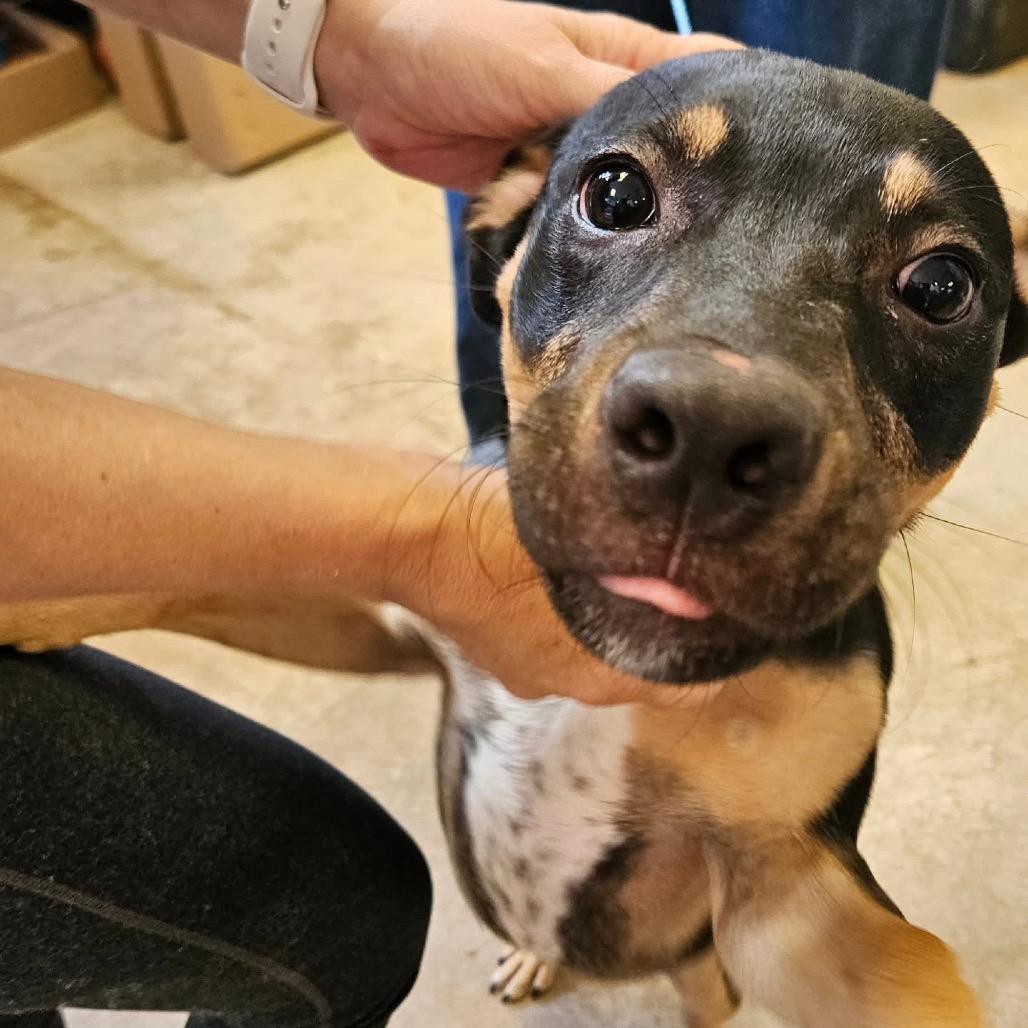 Enlarge Bucky, a Adoptable Australian Kelpie in Webster, TX image 3/6