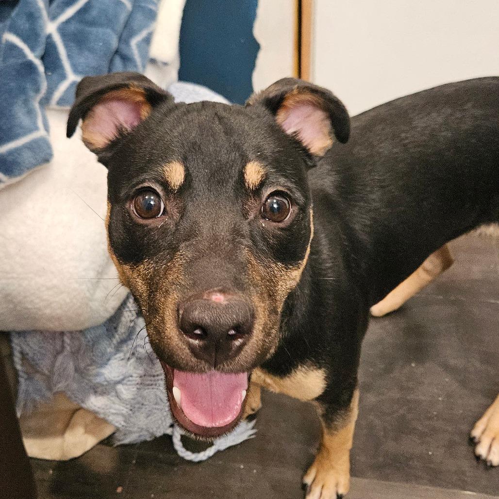 Enlarge Bucky, a Adoptable Australian Kelpie in Webster, TX image 1/6