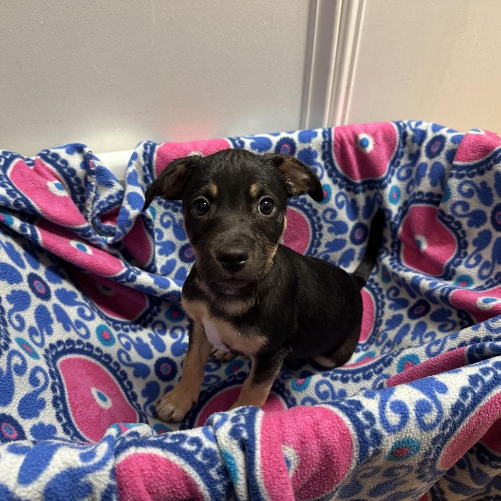 Enlarge Bucky, a Adoptable Australian Kelpie in Webster, TX image 4/6