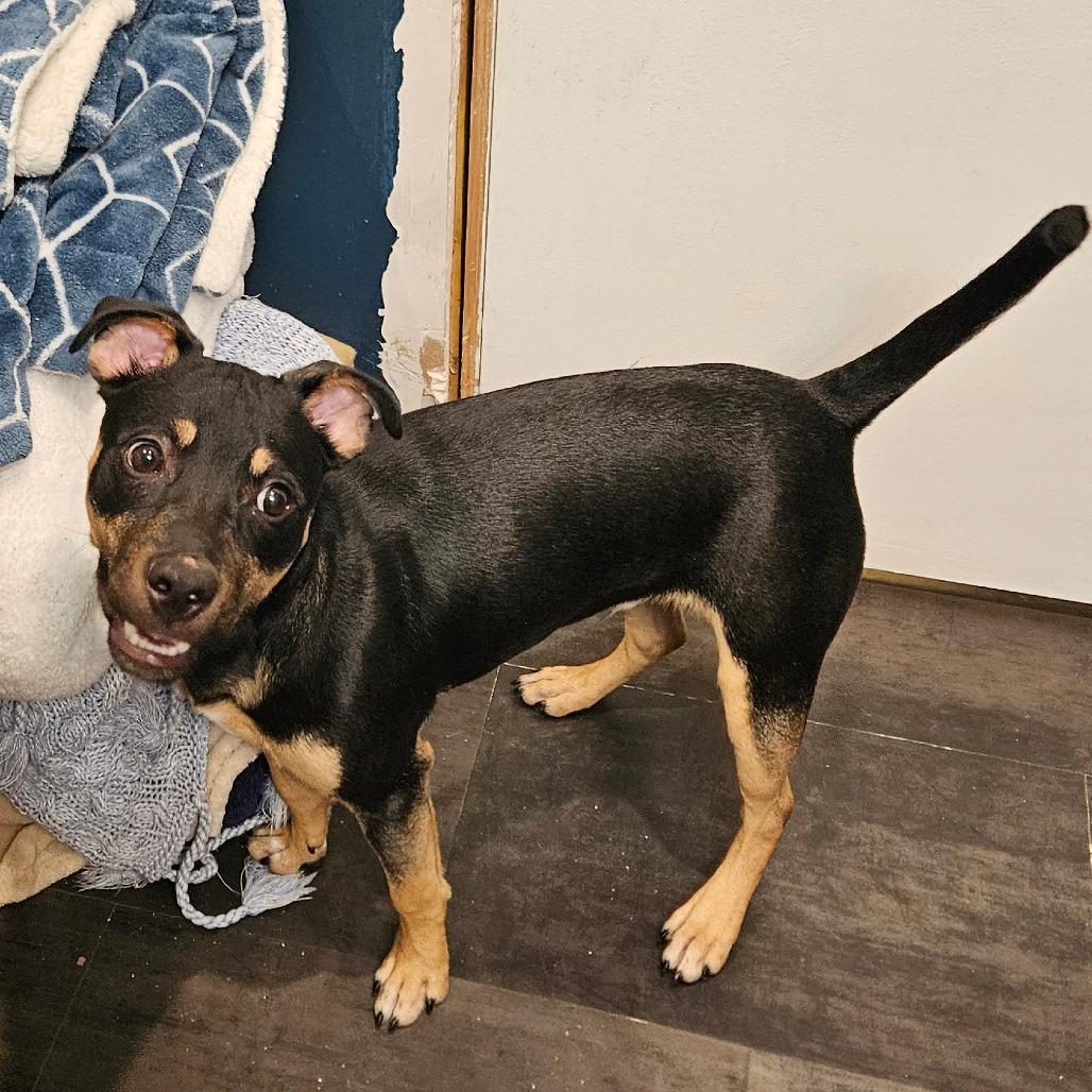 Enlarge Bucky, a Adoptable Australian Kelpie in Webster, TX image 5/6