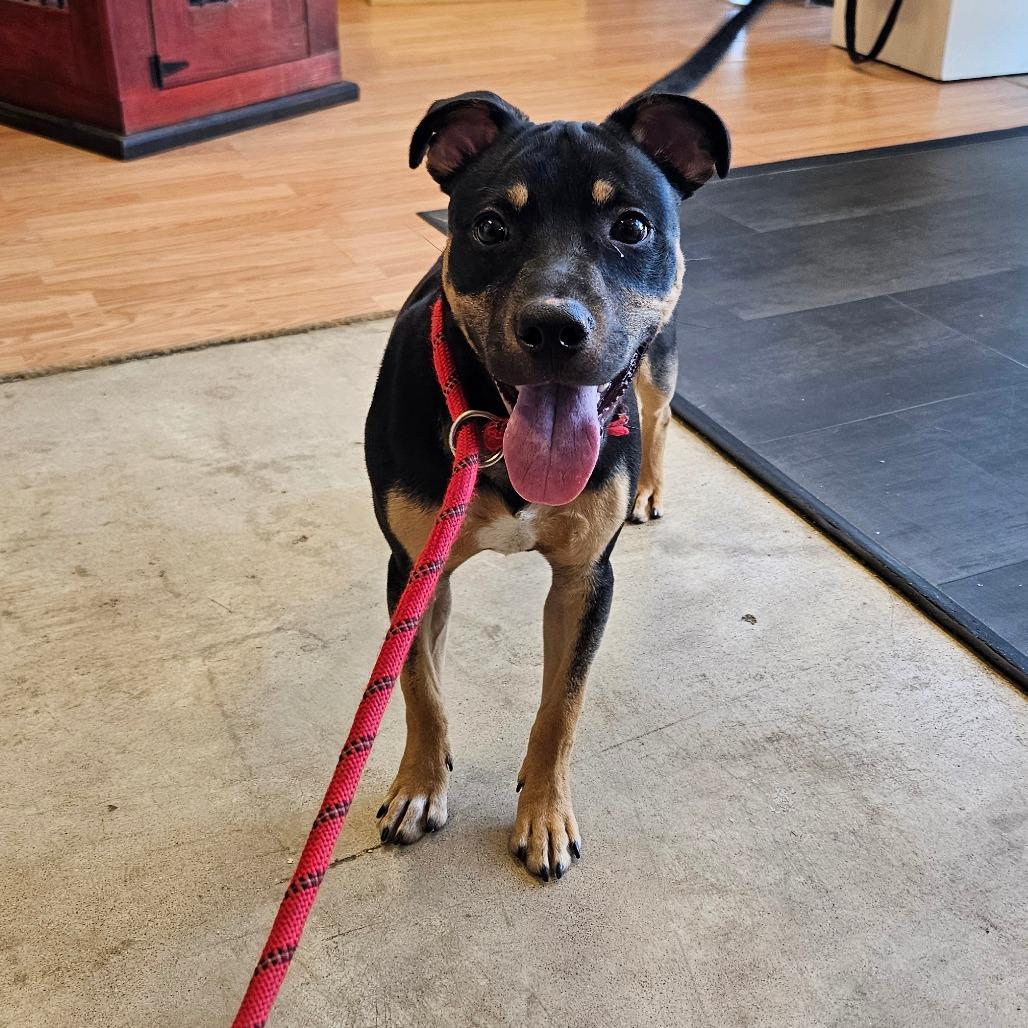 Enlarge Bucky, a Adoptable Australian Kelpie in Webster, TX image 6/6