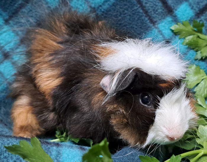 Percy, Adoptable, Young Male Abyssinian.