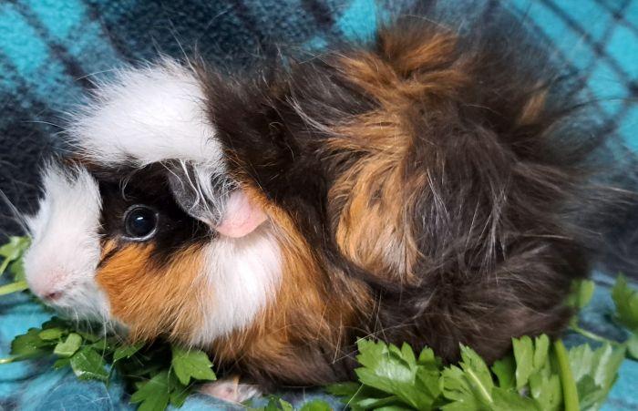 Enlarge Percy, a Adoptable Abyssinian in Richmond, IL image 3/4