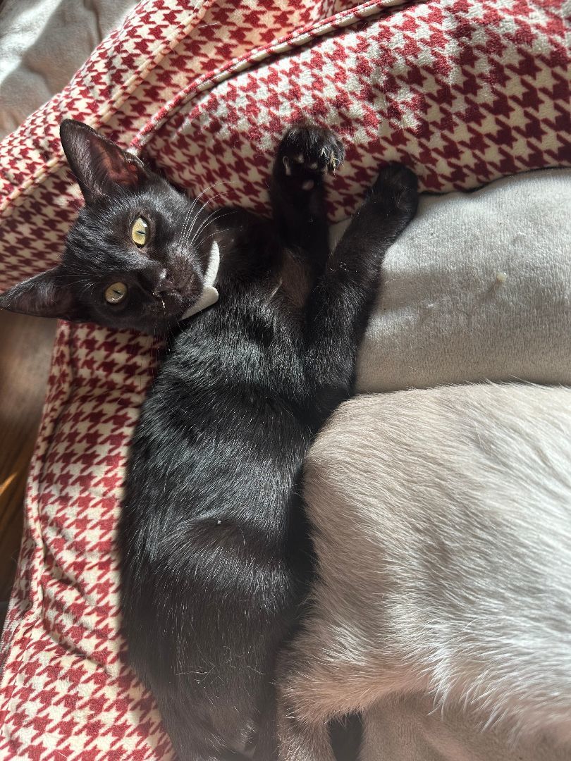 Travis, Adopted, Kitten Male Domestic Short Hair.
