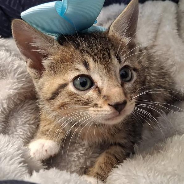 F110, ADOPTABLE, Kitten Male Domestic Short Hair.