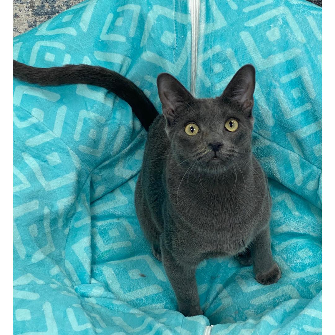 Enlarge Beckham, a Adoptable mixed breed in Morgan Hill, CA image 1/6