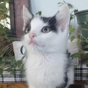 Oreo, ADOPTABLE, Kitten Male Domestic Short Hair.