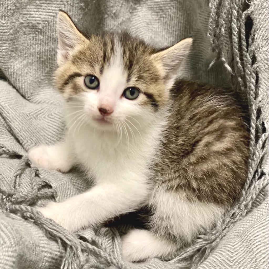 London, Adoptable, Kitten Female Domestic Short Hair.