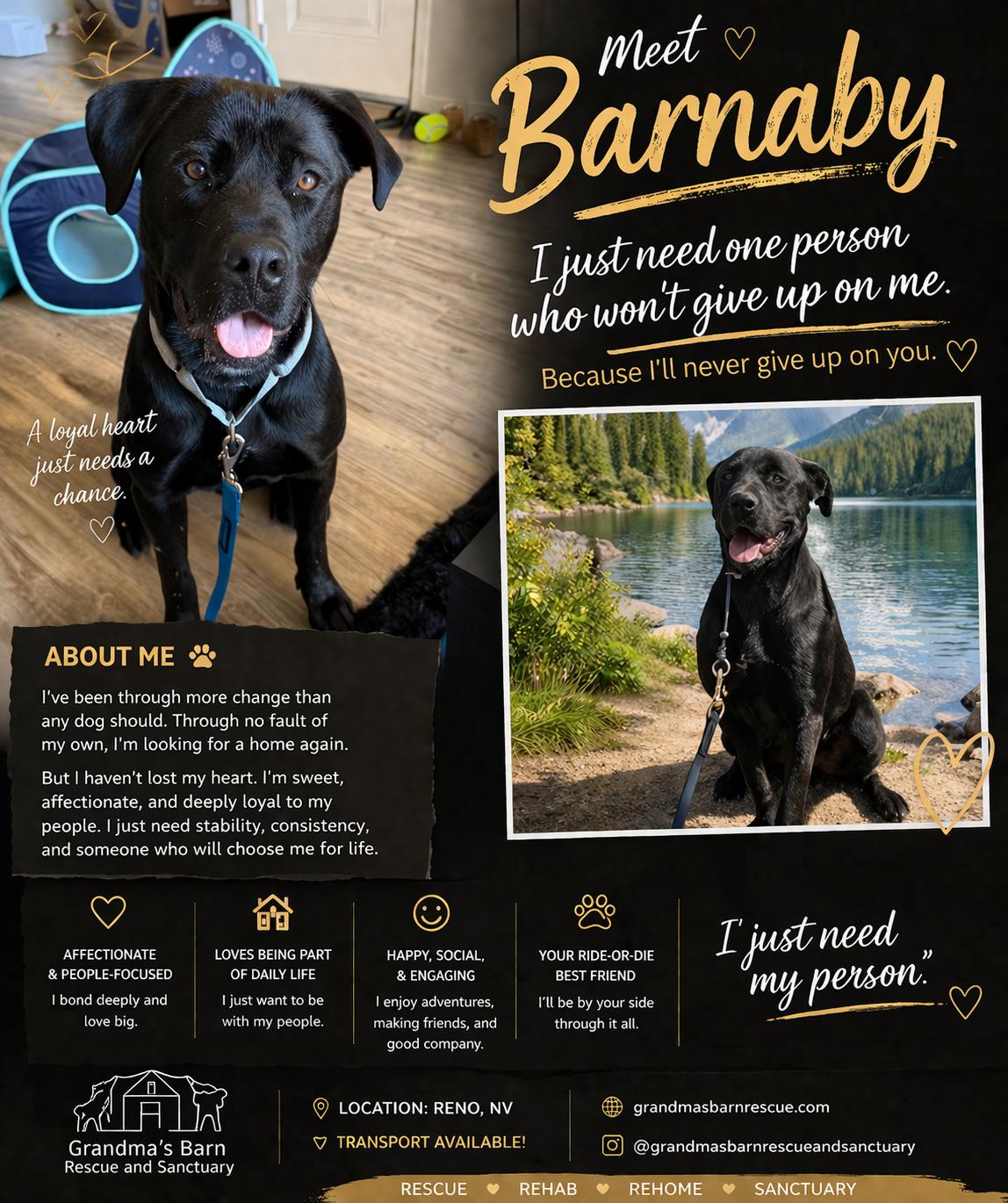 Barnaby, Adoptable, Young Male Black Labrador Retriever.