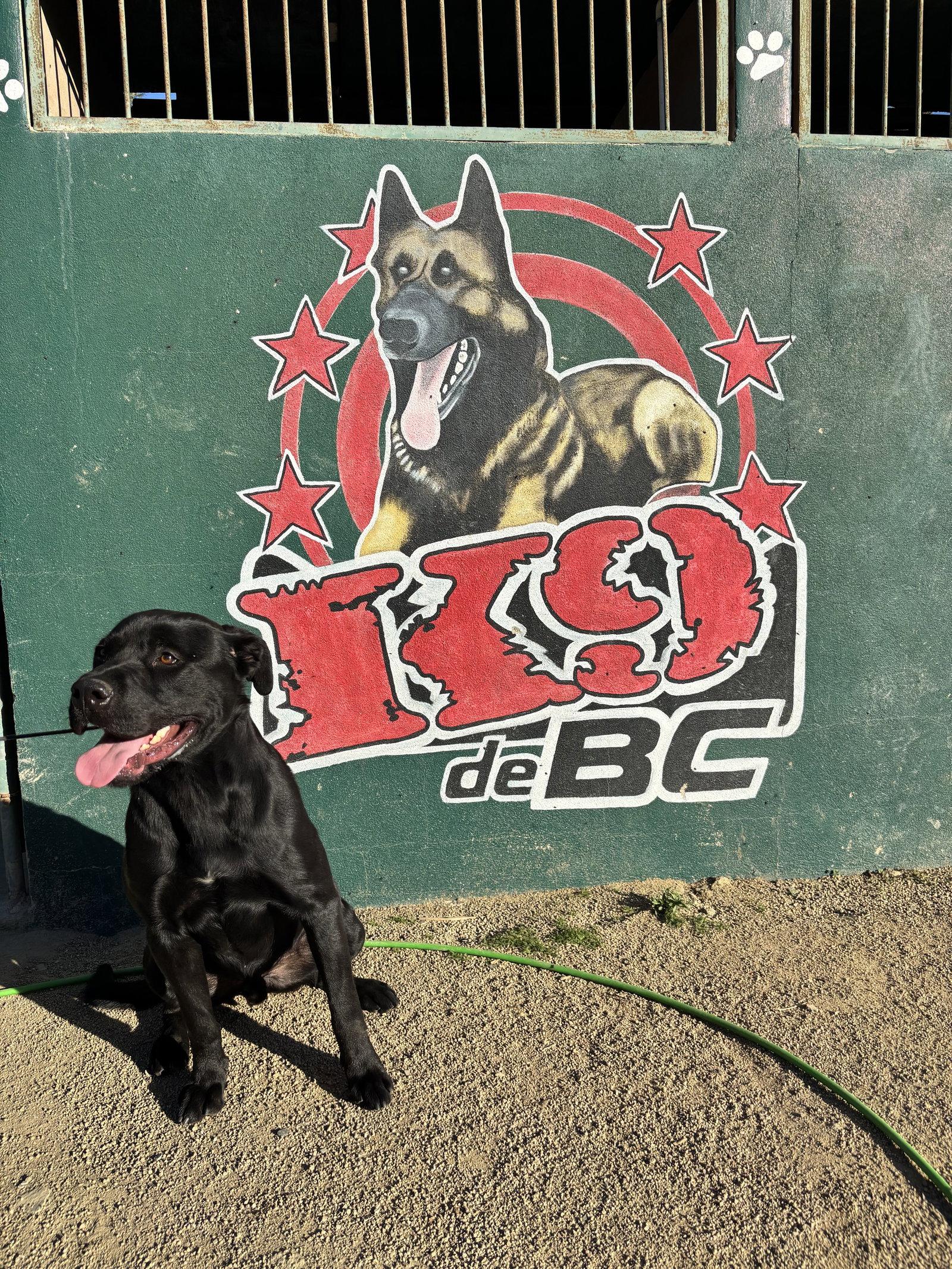 Barnaby URGENT, a Adoptable Black Labrador Retriever in Sparks, NV image 1/2