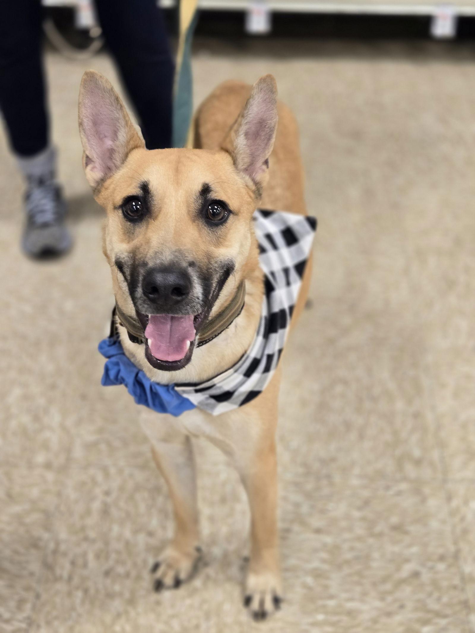 Tomahawk, Adoptable, Young Male Shepherd.