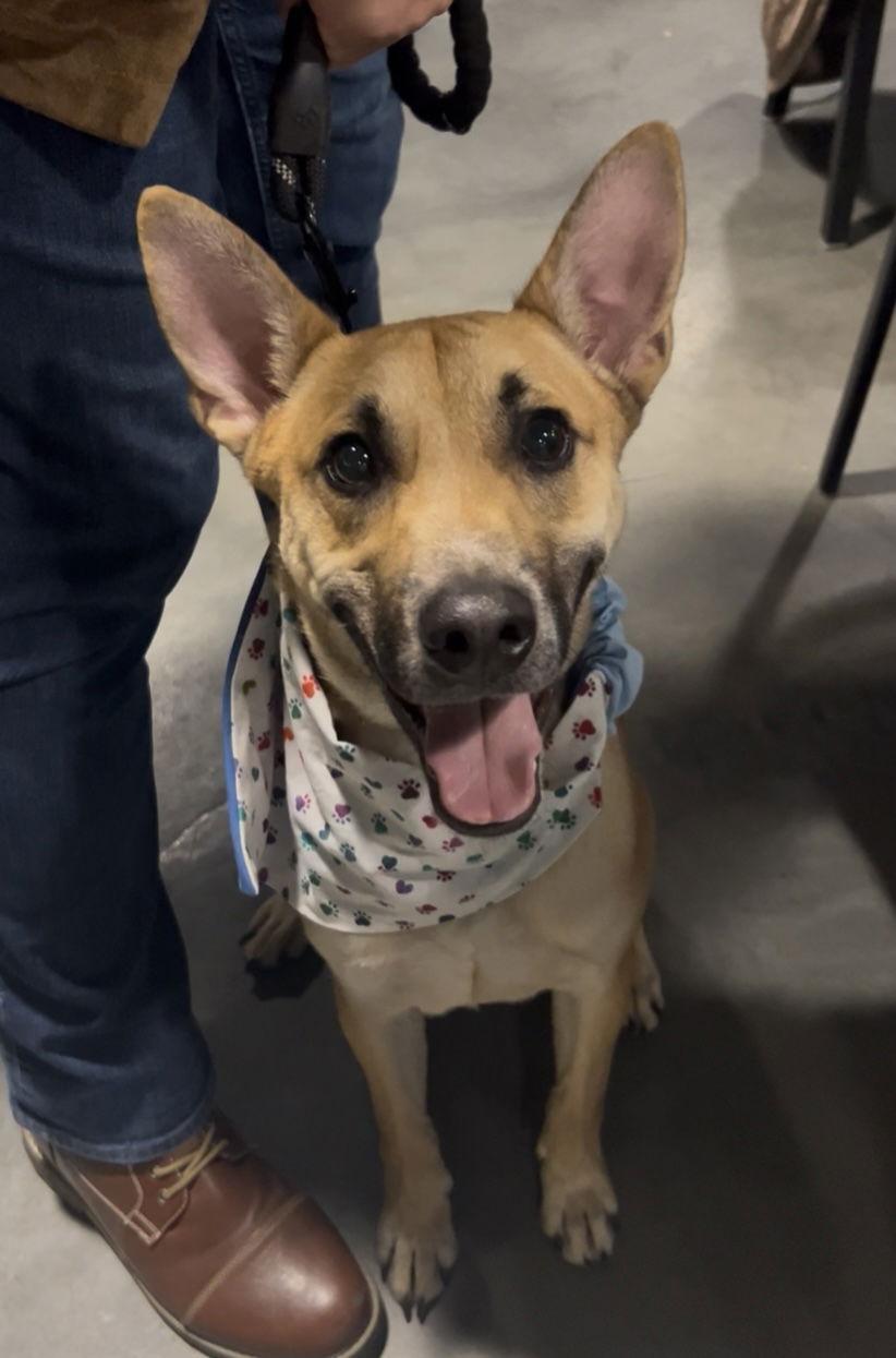 Tomahawk, a Adoptable Shepherd in Minneapolis, MN image 2/3