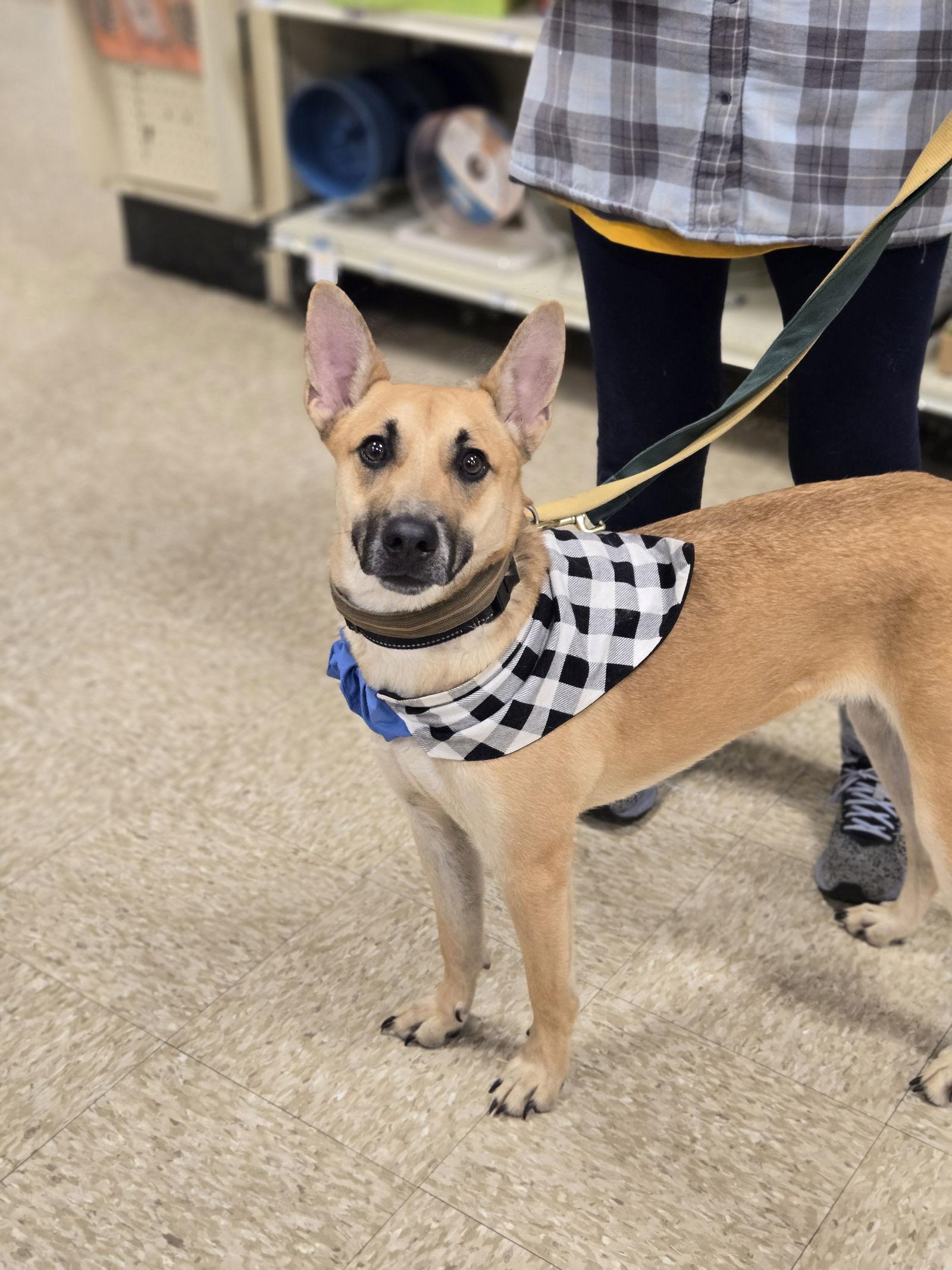 Tomahawk, a Adoptable Shepherd in Minneapolis, MN image 3/3