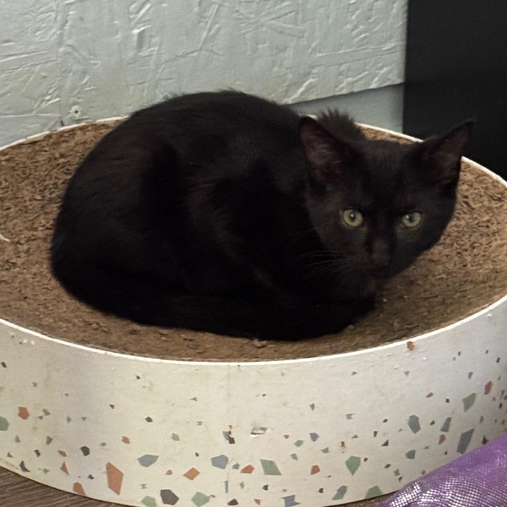 Bo, Adoptable, Young Male Domestic Short Hair.