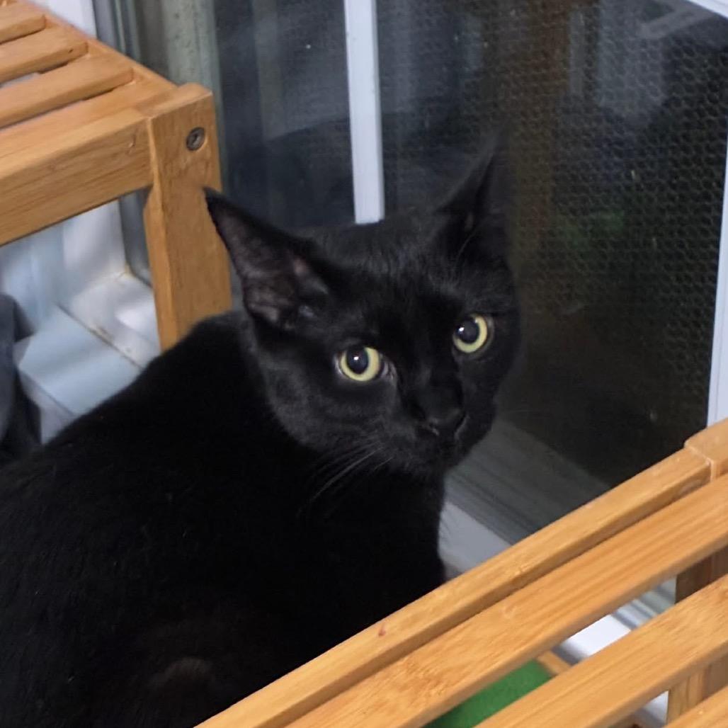 Enlarge Bo, a Adoptable Domestic Short Hair in Portage, MI image 2/3