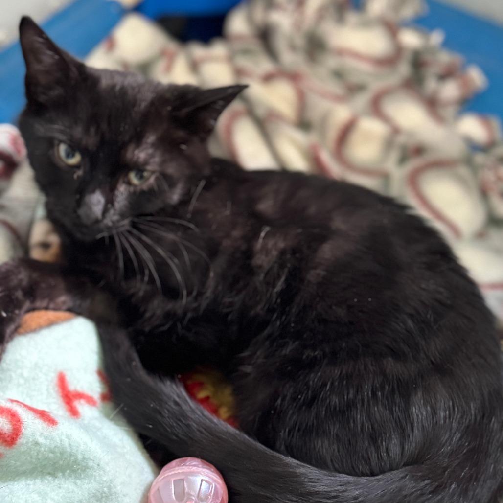 Enlarge Bo, a Adoptable Domestic Short Hair in Portage, MI image 2/2