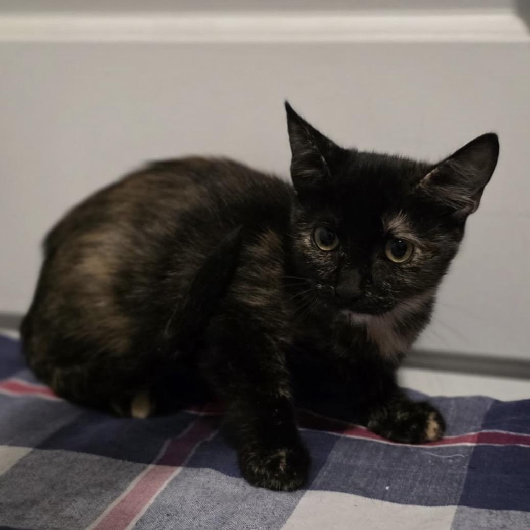 Wanda, Adopted, Young Female Tortoiseshell.