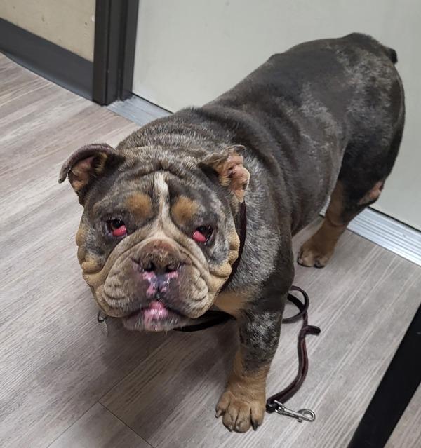 Bonnie, Adoptable, Adult Female English Bulldog.