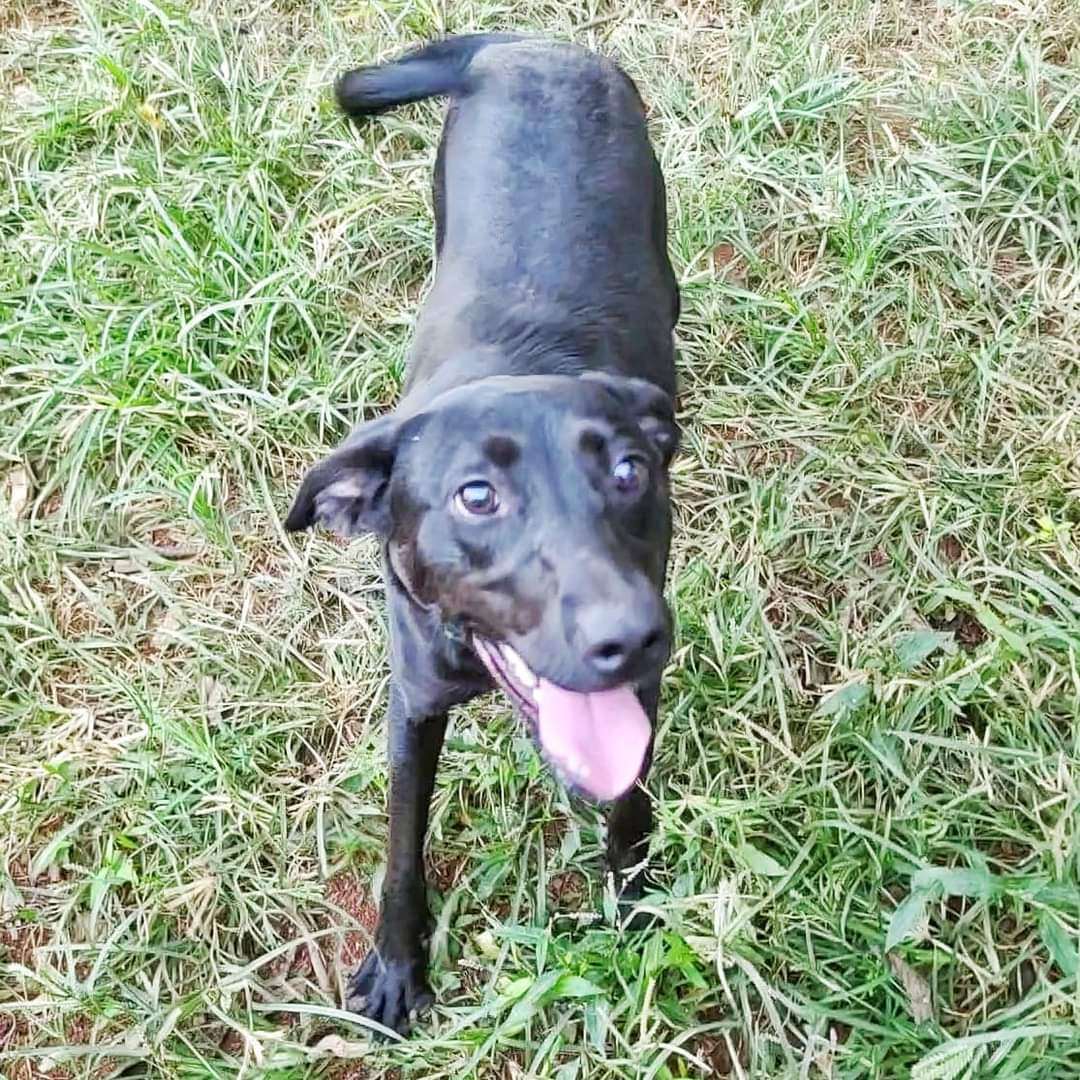Cypress, a Adoptable Black Labrador Retriever in Charlotte, NC image 1/2
