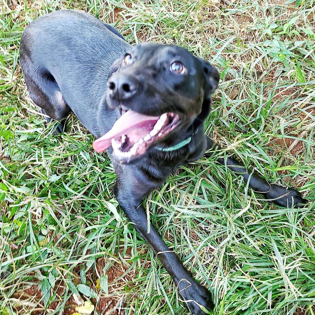 Cypress, a Adoptable Black Labrador Retriever in Charlotte, NC image 2/2