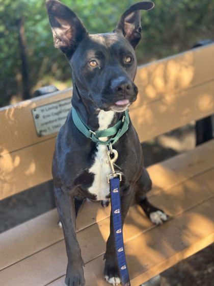 Enlarge BAMBI, a Adoptable Mixed Breed in Fernandina Beach, FL image 4/5