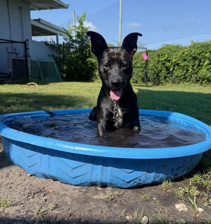 BAMBI, a ADOPTABLE Mixed Breed in Fernandina Beach, FL image 3/3