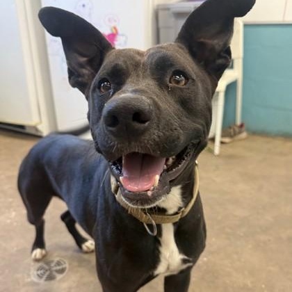 BAMBI, ADOPTABLE, Young Male Mixed Breed.