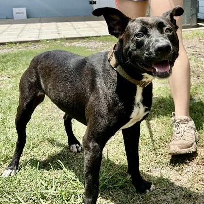 BAMBI, a ADOPTABLE Mixed Breed in Fernandina Beach, FL image 2/3