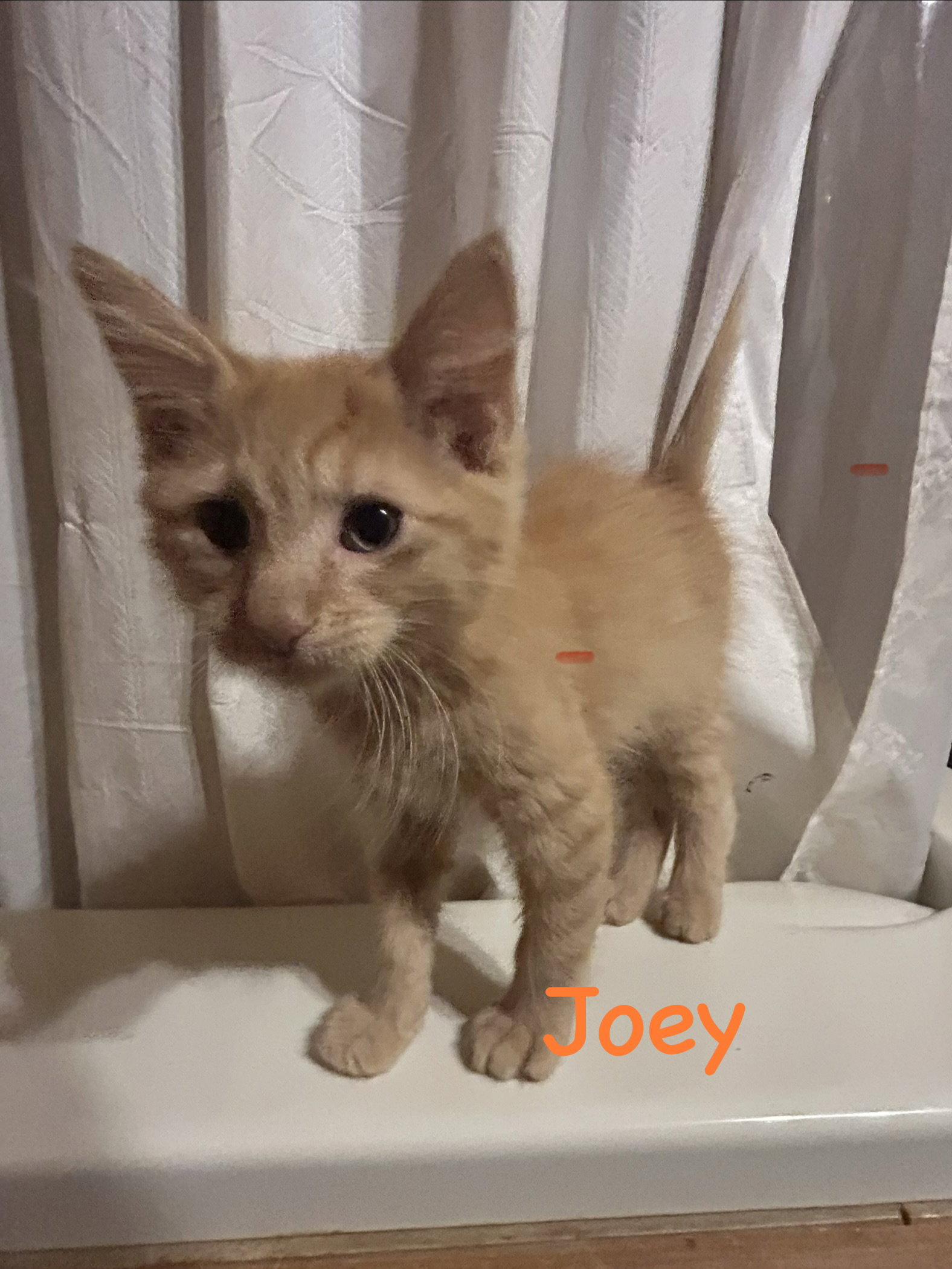 Joey, Adoptable, Kitten Male Domestic Long Hair.