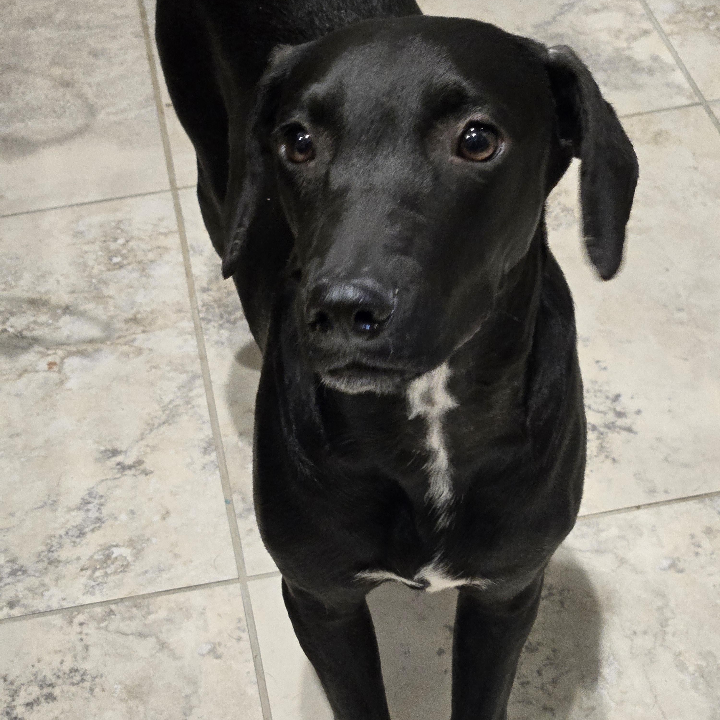 Enlarge Cash, a Adoptable mixed breed in Palm Desert, CA image 2/6