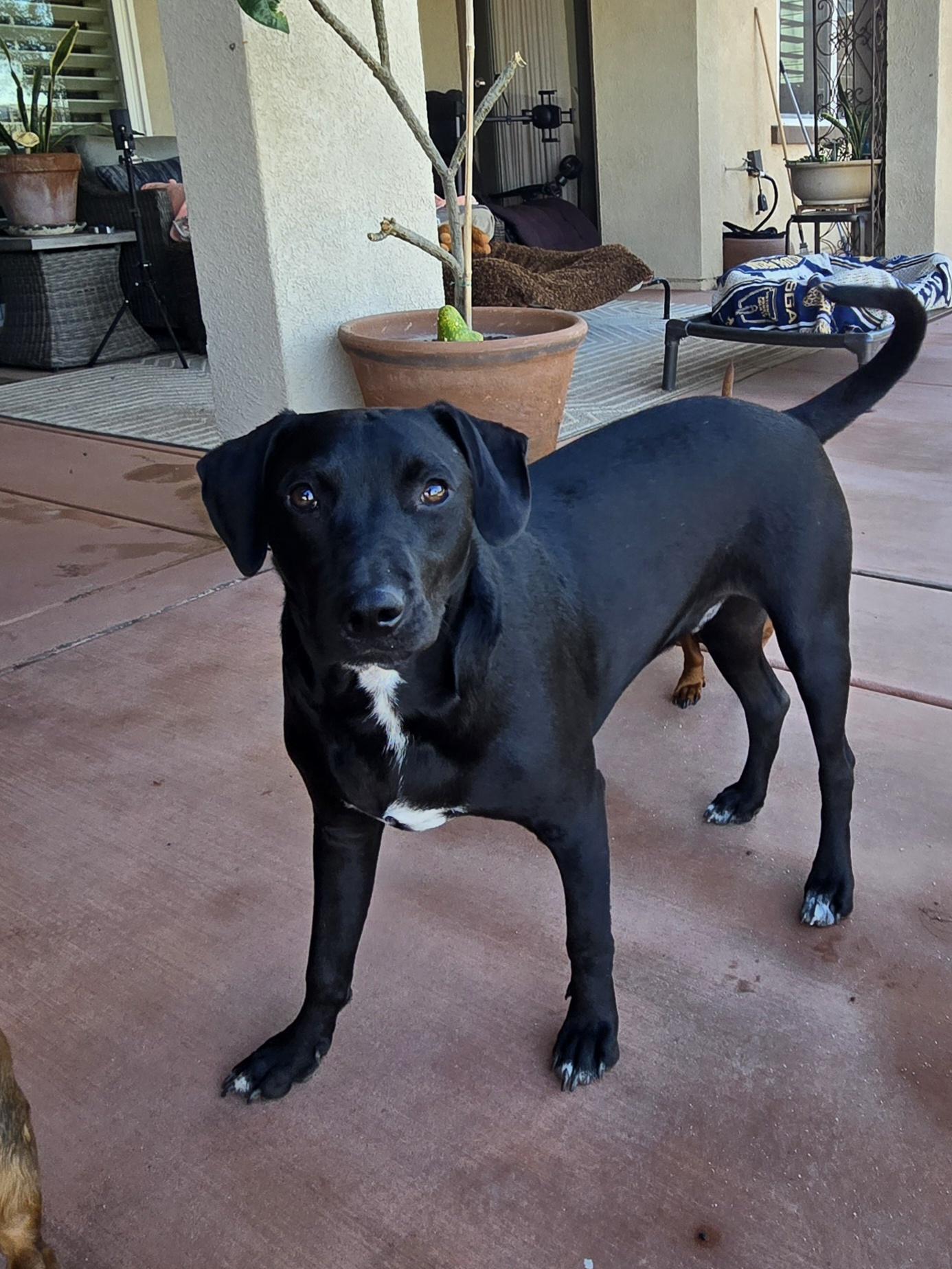 Enlarge Cash, a Adoptable mixed breed in Palm Desert, CA image 6/6