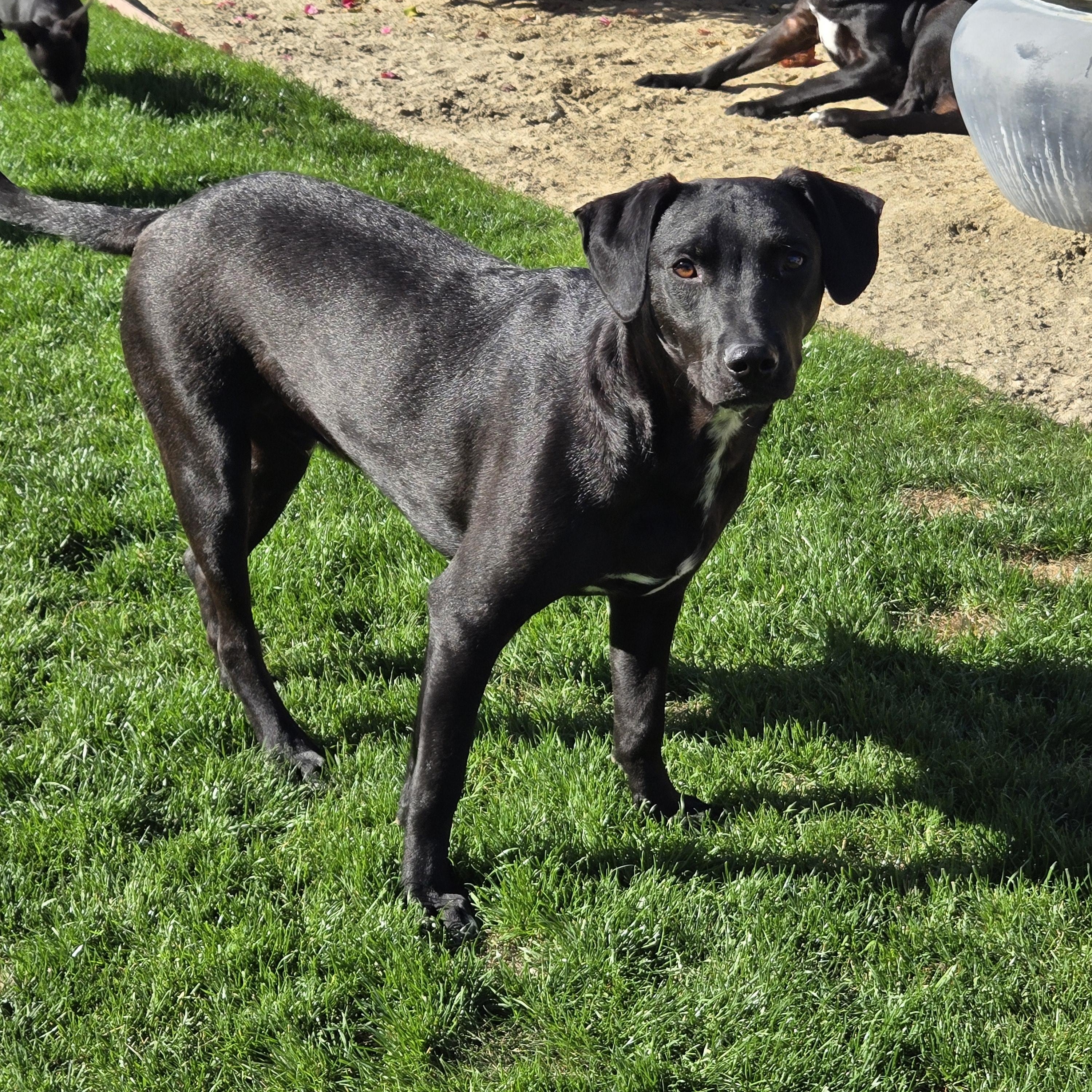 Cash, Adoptable, Adult Male Mixed Breed.