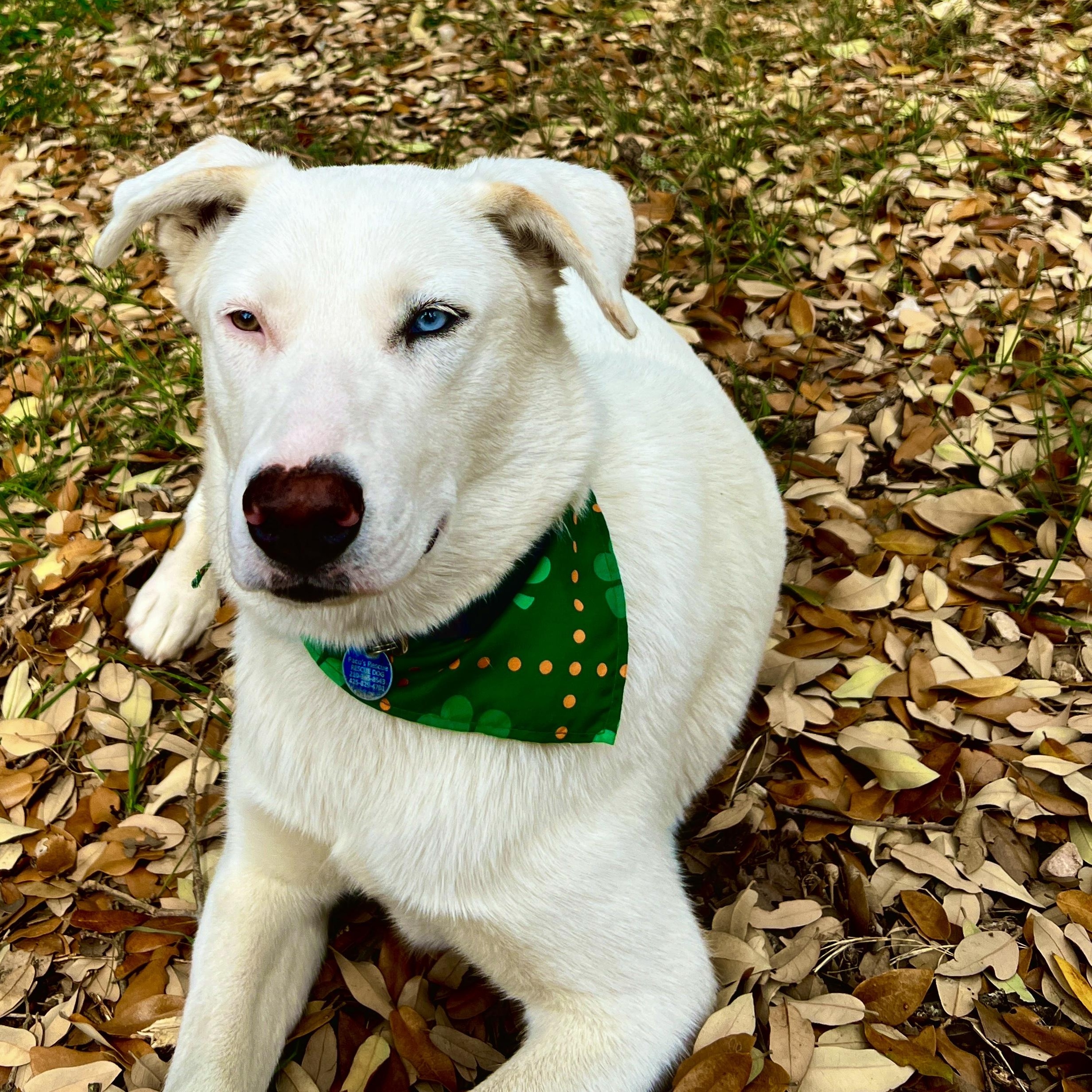 Enlarge Angel, a Adoptable mixed breed in Portland, OR image 6/6