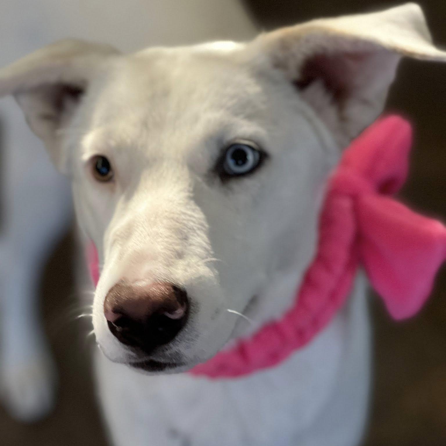 Angel, Adoptable, Young Female Shepherd.