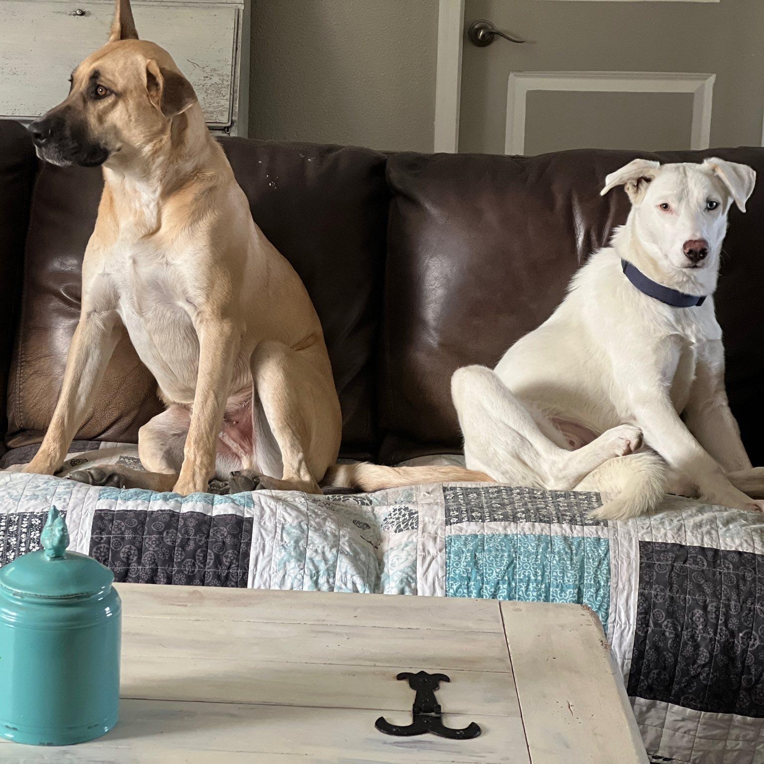 Angel, a Adoptable mixed breed in Portland, OR image 5/6