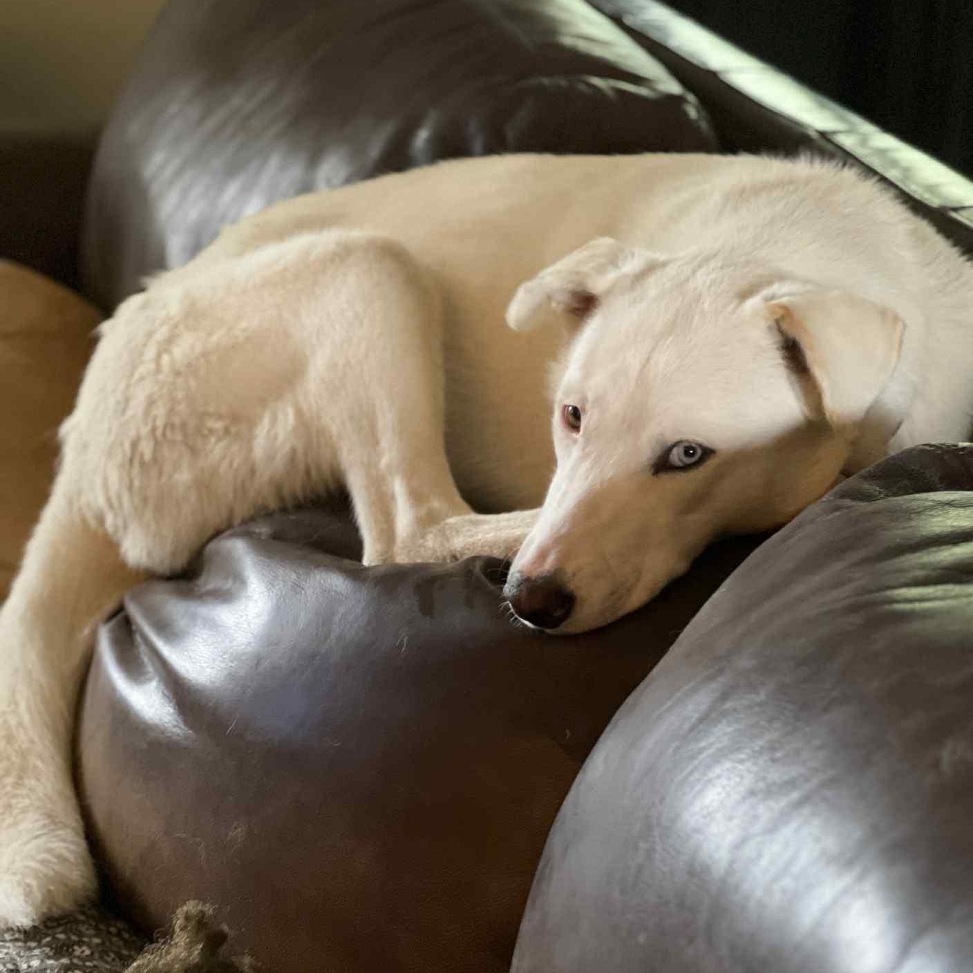 Angel, Adoptable, Young Female Shepherd.