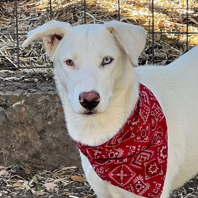 Angel, a Adoptable mixed breed in Portland, OR image 3/6