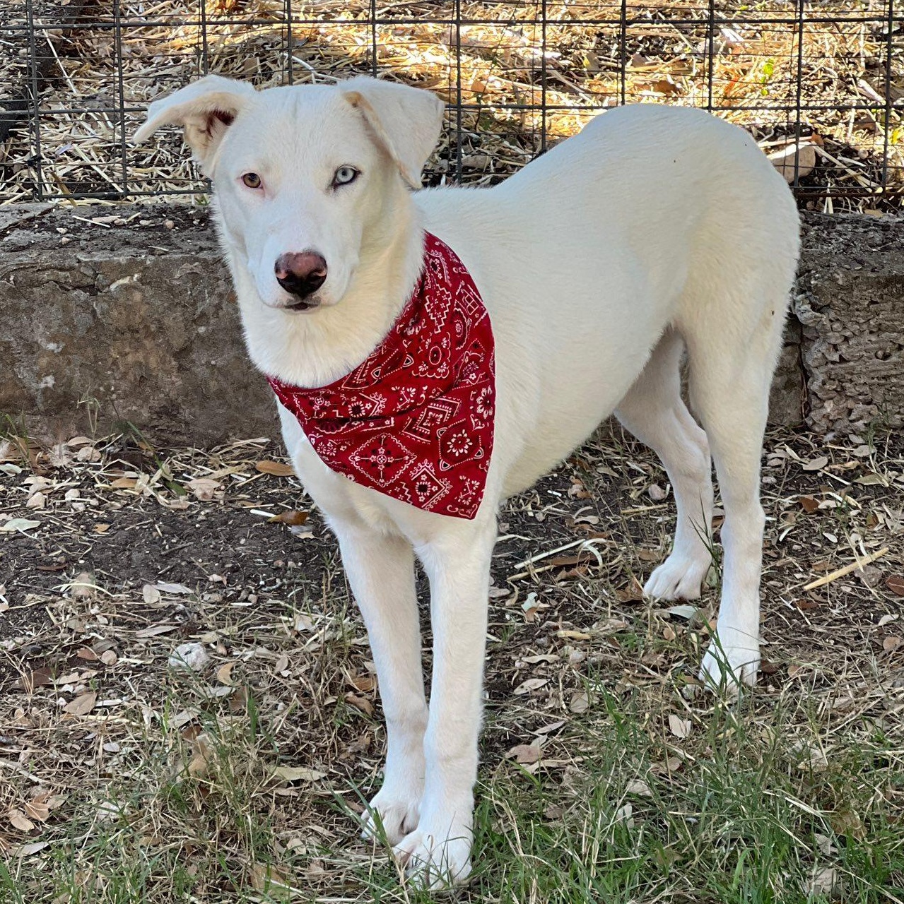 Enlarge Angel, a Adoptable mixed breed in Portland, OR image 5/6