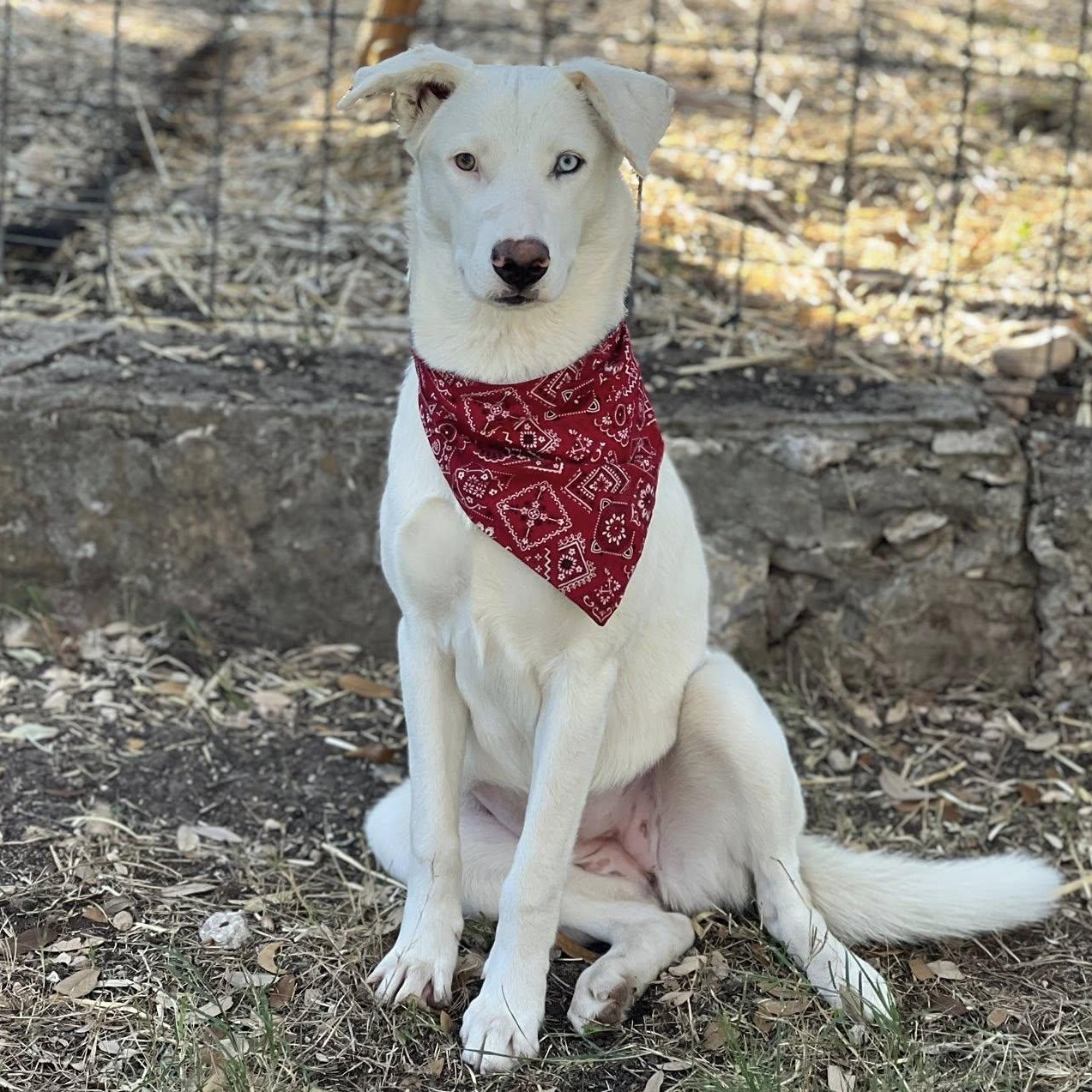 Enlarge Angel, a Adoptable mixed breed in Portland, OR image 2/6