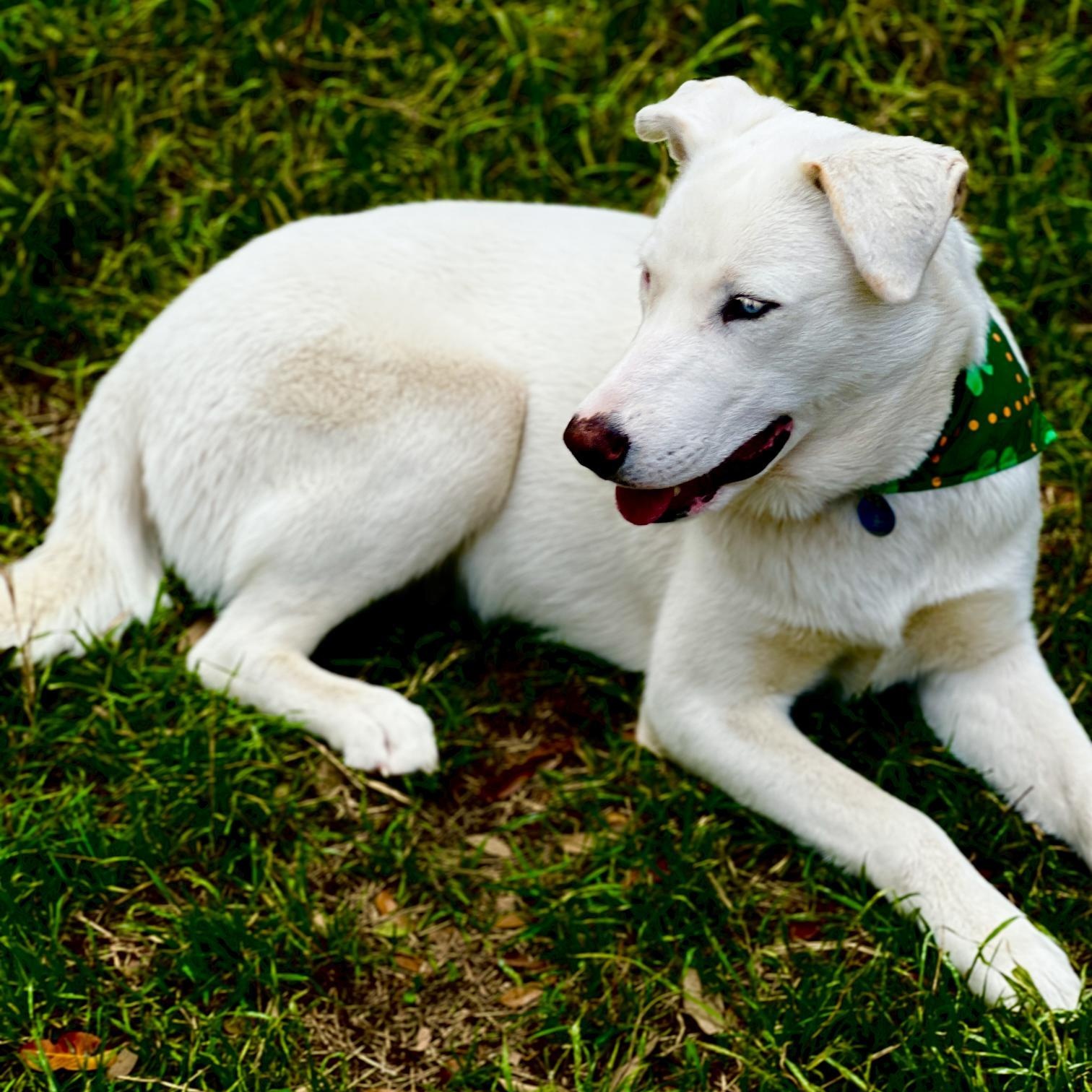 Angel, Adoptable, Young Female Shepherd.