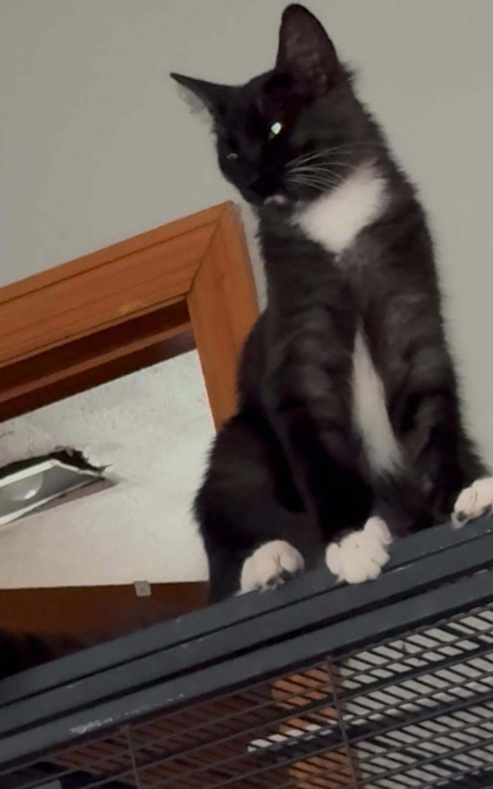 Enlarge Merlin kitten, a Adoptable Tuxedo in Kissimmee, FL image 1/6