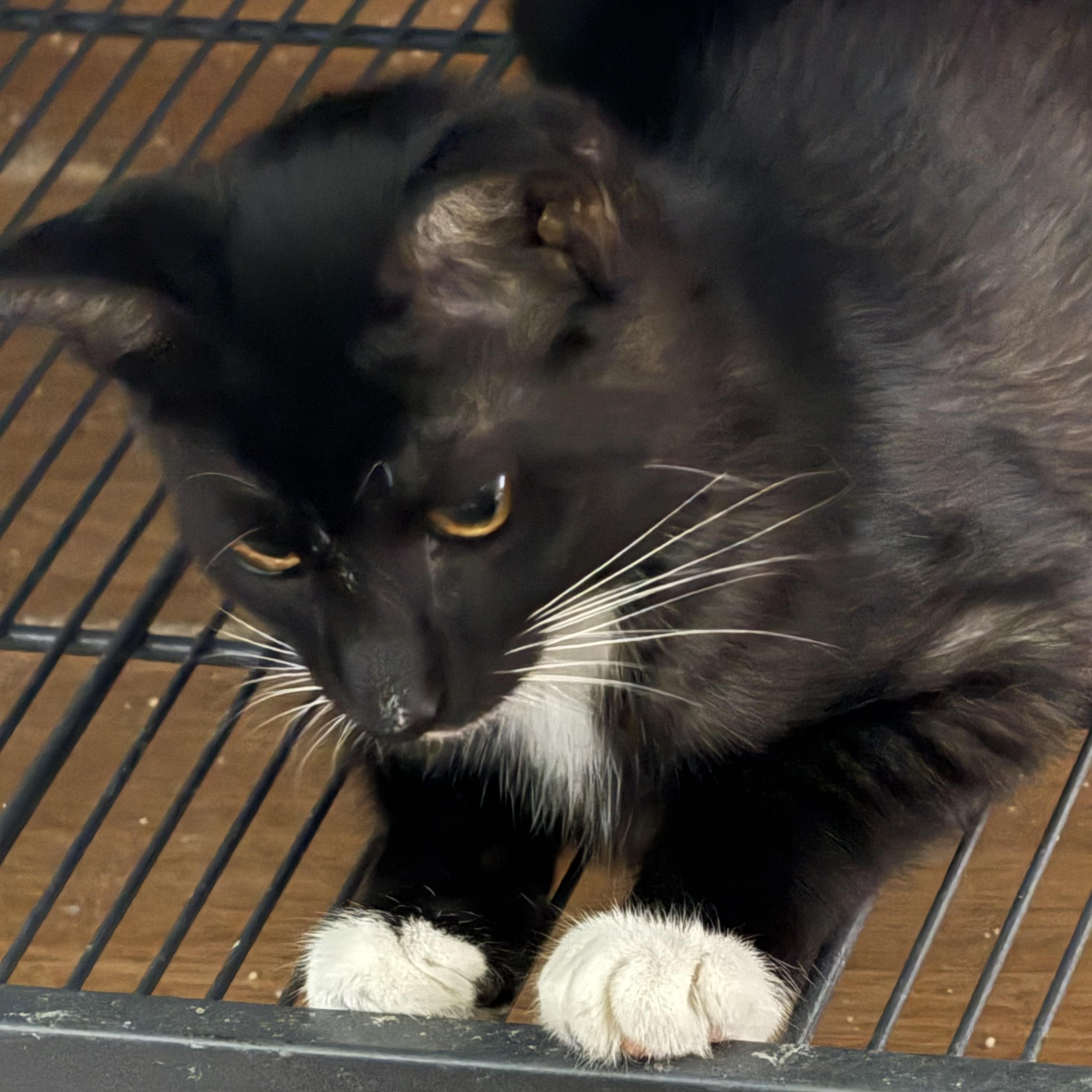 Merlin kitten, Adoptable, Young Male Tuxedo.