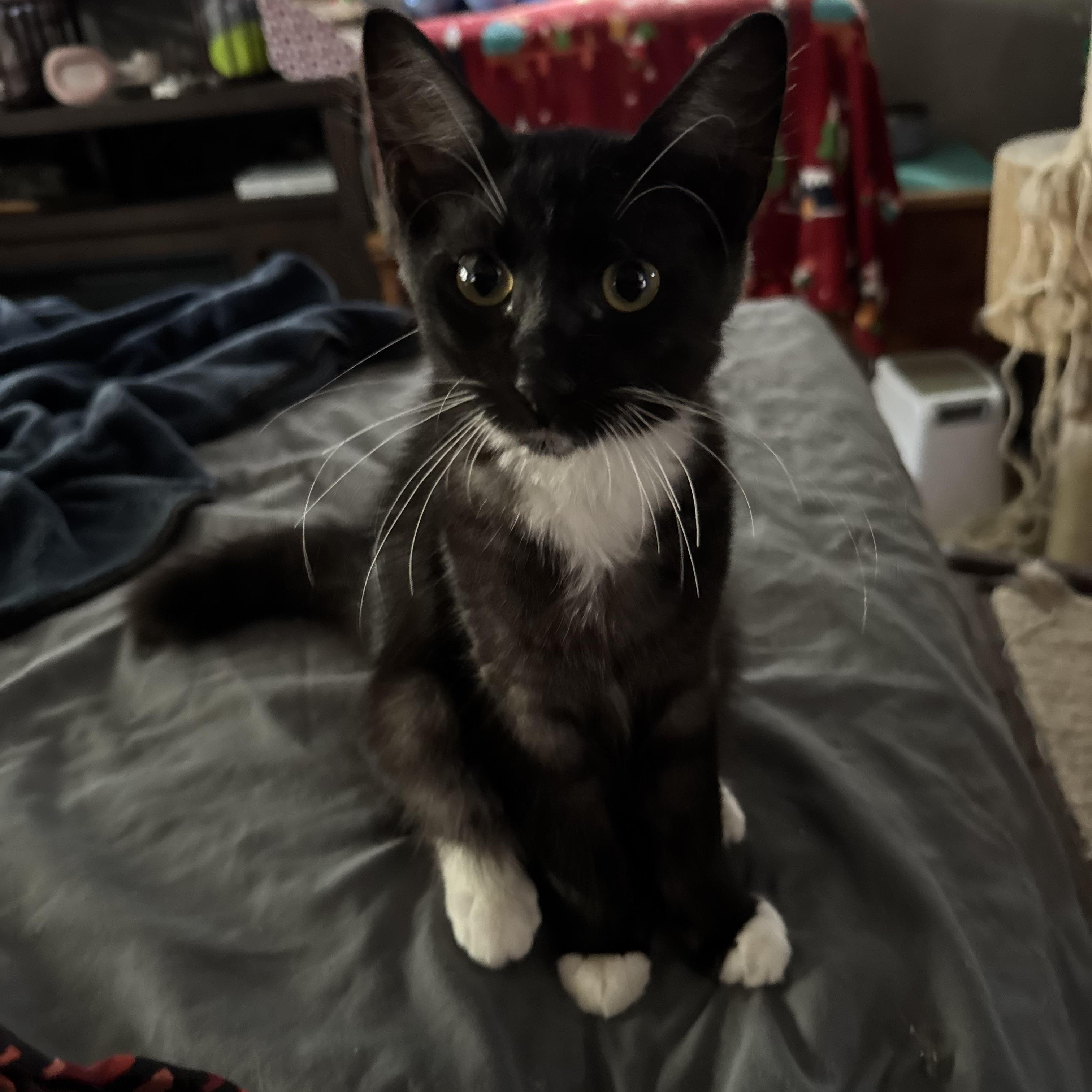 Enlarge Merlin kitten, a Adoptable Tuxedo in Kissimmee, FL image 5/6