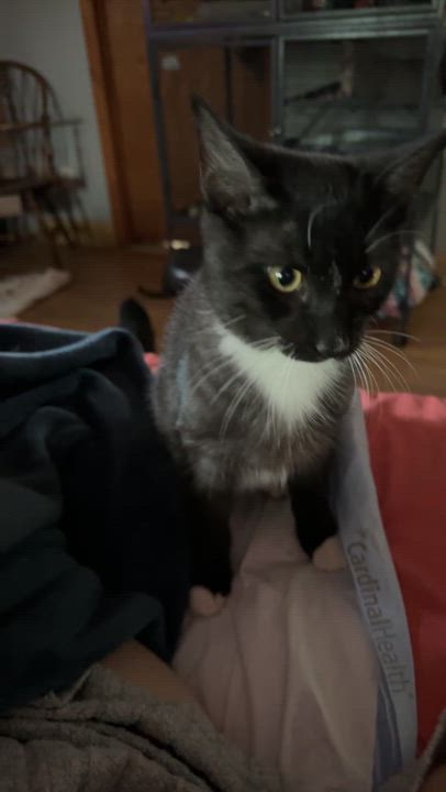 Enlarge Merlin kitten, a Adoptable Tuxedo in Kissimmee, FL video 2/6