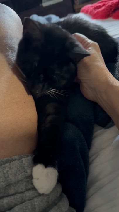 Enlarge Merlin kitten, a Adoptable Tuxedo in Kissimmee, FL video 3/6