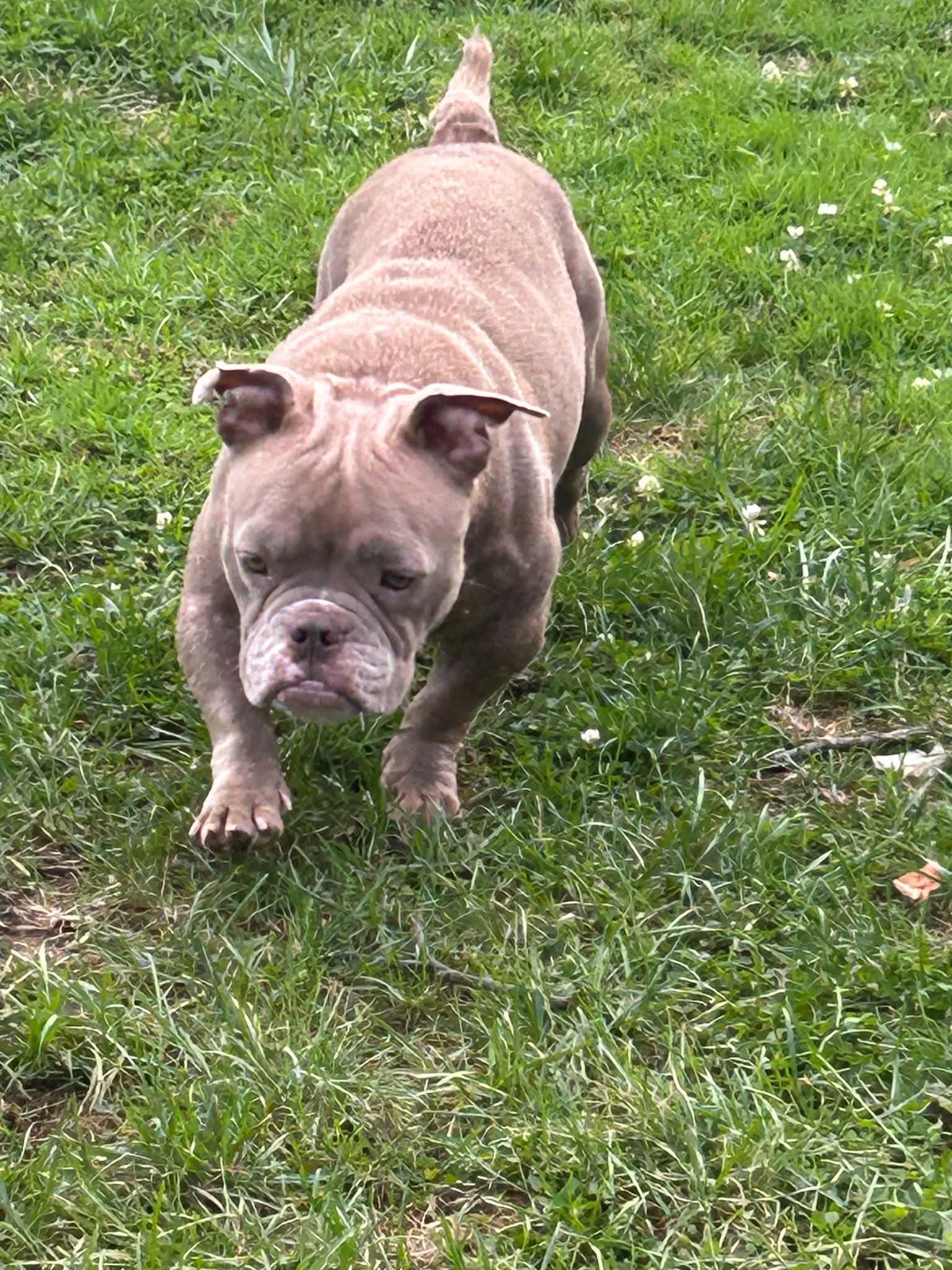 Enlarge Glinda, a Adopted mixed breed in Watertown, WI image 6/6