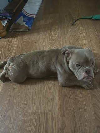 Enlarge Glinda, a Adopted mixed breed in Watertown, WI image 2/6