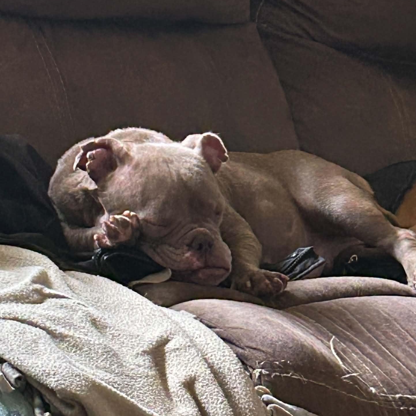 Enlarge Glinda, a Adopted mixed breed in Watertown, WI image 5/6