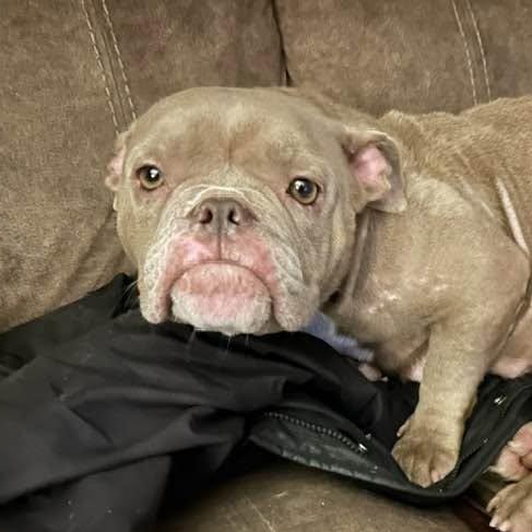 Enlarge Glinda, a Adopted mixed breed in Watertown, WI image 1/6
